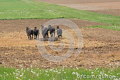 Amish farmer with horses Stock Photo