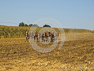 Amish Farmer plowing the field Stock Photo