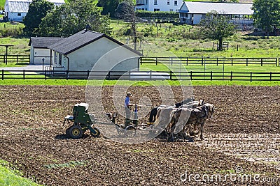 Amish Farmer Plowing Field After Corn Harvest with 6 Horses Editorial Stock Photo