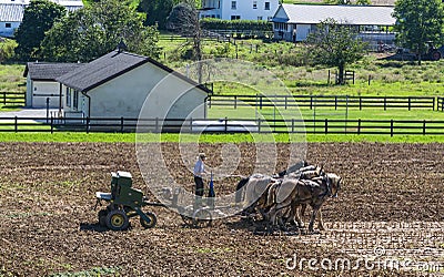 Amish Farmer Plowing Field After Corn Harvest with 6 Horses Editorial Stock Photo