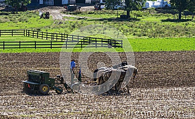 Amish Farmer Plowing Field After Corn Harvest with 6 Horses Editorial Stock Photo