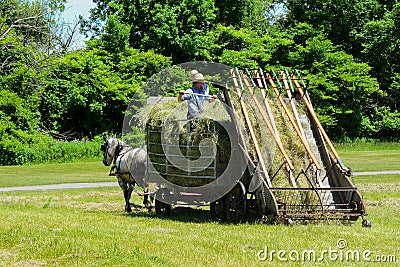 Amish farmers making hay Editorial Stock Photo