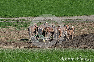 Amish Farmers Tilling the Earth Editorial Stock Photo