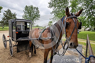 Amish horse and buggy,hitched Stock Photo