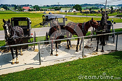 Amish Horses and Buggies Editorial Stock Photo