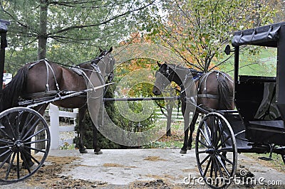 Amish Horses and Carriages Stock Photo