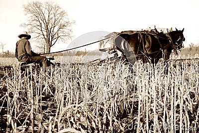 Amish plow horses Stock Photo