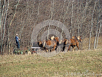 Amish plowing field in spring Editorial Stock Photo