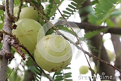 Amla gooseberry on tree in farm Stock Photo