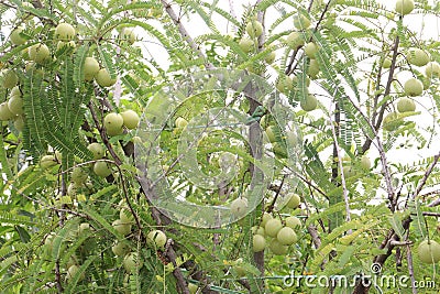 Amla gooseberry on tree in farm Stock Photo