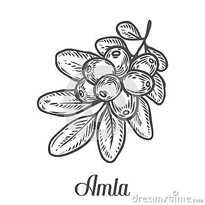 Amla Indian gooseberry plant, Phyllanthus emblica. Hand drawn engraved vector sketch etch illustration. Ingredient for hair and bo Vector Illustration