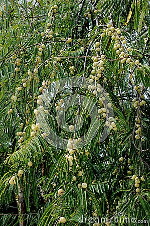 Amla tree Stock Photo