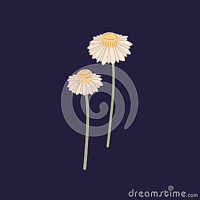 Ammobium alatum flower. Floral herb with blooms and stems. Gentle buds of winged everlasting, wild plant. Field flora Vector Illustration