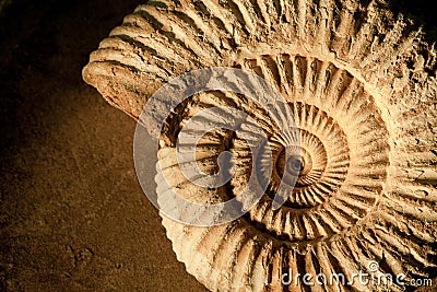 Ammonite background Stock Photo