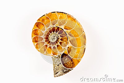 Ammonite, closeup of the fossil Stock Photo