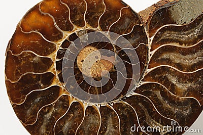 Ammonite Fossil Stock Photo