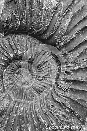 Ammonite fossil closeup Stock Photo