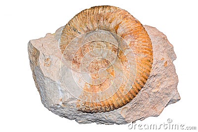 Ammonite fossil Stock Photo