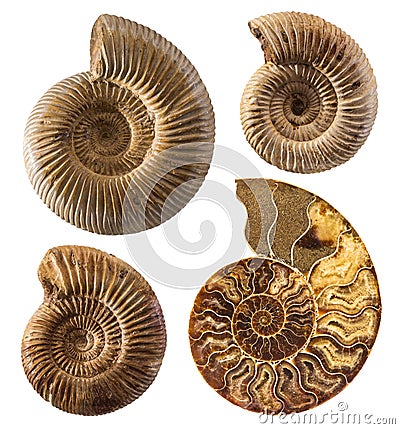 Ammonite fossil collection isolated on white. Stock Photo