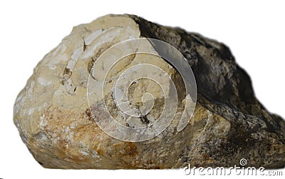 Ammonite fossil imprint on limestone isolated on white background Stock Photo