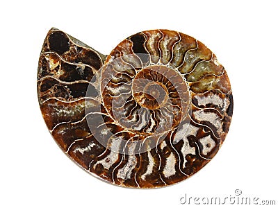 Ammonite Stock Photo