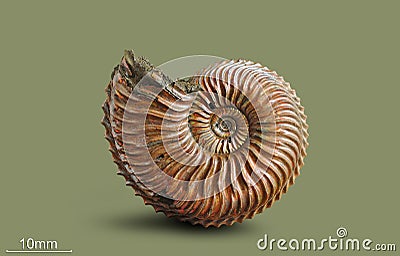 Ammonite - fossil mollusk. Stock Photo