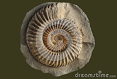 Ammonite - fossil mollusk. Editorial Stock Photo