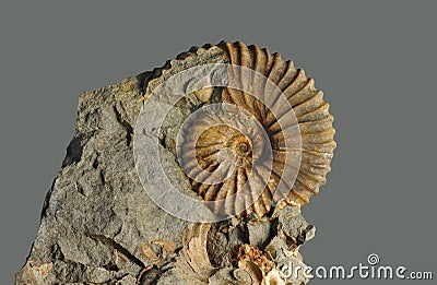 Ammonite - fossil mollusk. Stock Photo