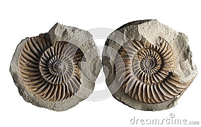 Ammonite - fossil mollusk. Stock Photo