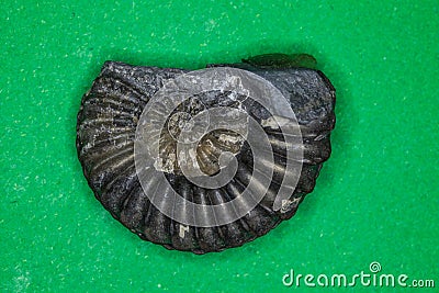 Ammonite fossilization pyritized, 150 million years old Stock Photo