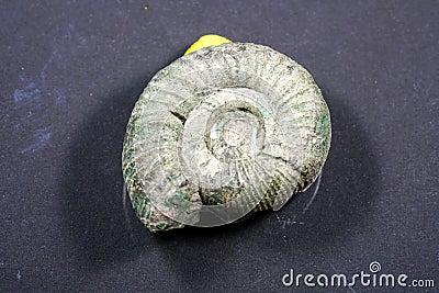 Ammonite is a fossilization of a squid enclosure Stock Photo