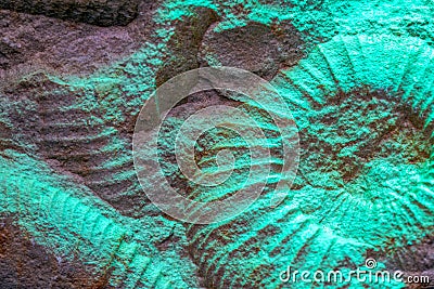 Ammonite is a fossilization of a squid enclosure Stock Photo