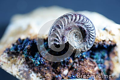 Ammonite is a fossilization of a squid enclosure, photographed with macro lens in studio Stock Photo
