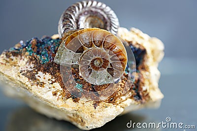 Ammonite is a fossilization of a squid enclosure, photographed with macro lens in studio Stock Photo