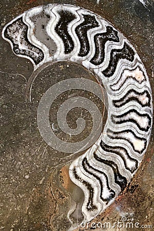 Ammonite fossils, extinct marine mollusc animals, found in Sahara Desert, Morocco Stock Photo