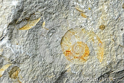 Ammonite fossils in limestone Stock Photo