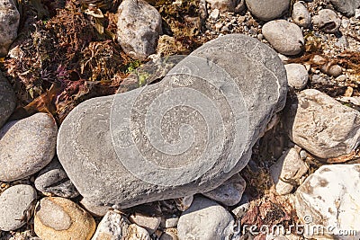 Ammonite Fossils Monmouth Beach Lyme Regis UK Stock Photo