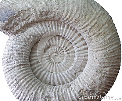 Ammonite prehistoric fossil on white Stock Photo