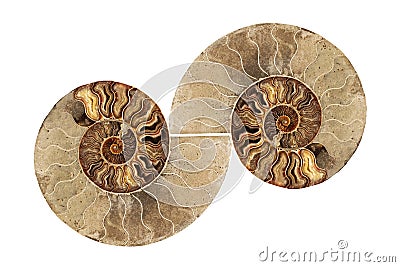 Ammonite , Prehistoric fossilized mollusk , an extinct marine animal. Stock Photo