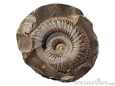 Ammonite (saligram) Stock Photo
