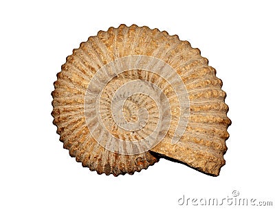 Ammonites Stock Photo