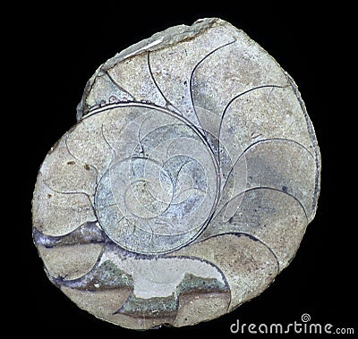 Ammonites Stock Photo