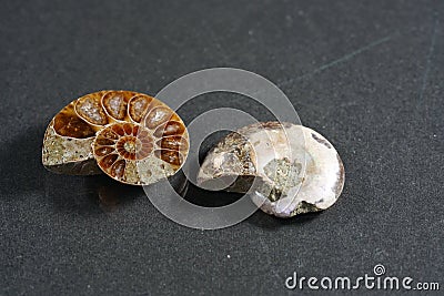 Ammonites, Ammonoidea are an extinct subgroup of cephalopods Stock Photo