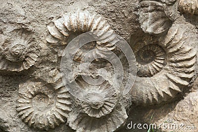 Ammonites from the Cretaceous Period found as fossils. Stock Photo