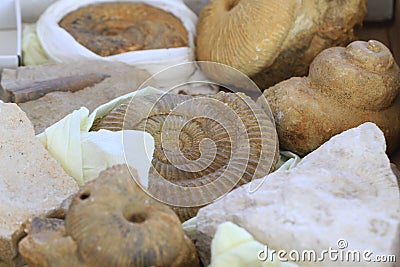 ammonites fossil collection texture Stock Photo