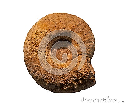 Ammonites fossiles on a whte background Stock Photo