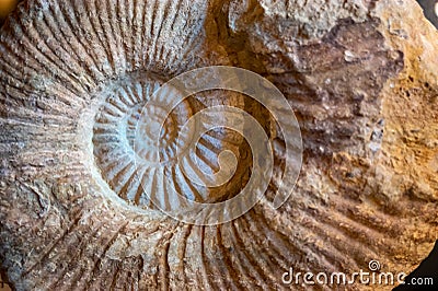 Ammonoids fossils background, group marine mollusc animals ammonites, is found to specific geologic time periods Stock Photo