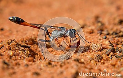 Ammophila Wasp Stock Photo