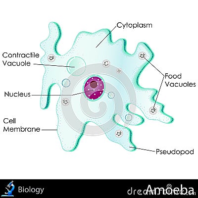 Amoeba Diagram Vector Illustration