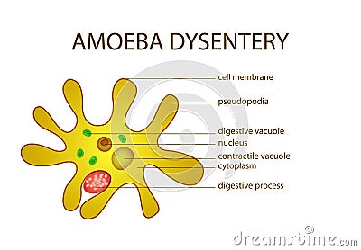 AMOEBA DYSENTERY Vector Illustration